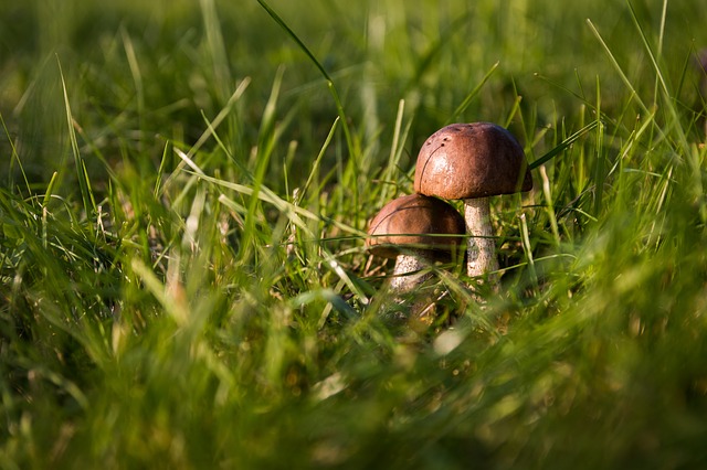 mushrooms-454172_640